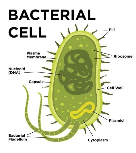 Are bacteria 1 dimensional?