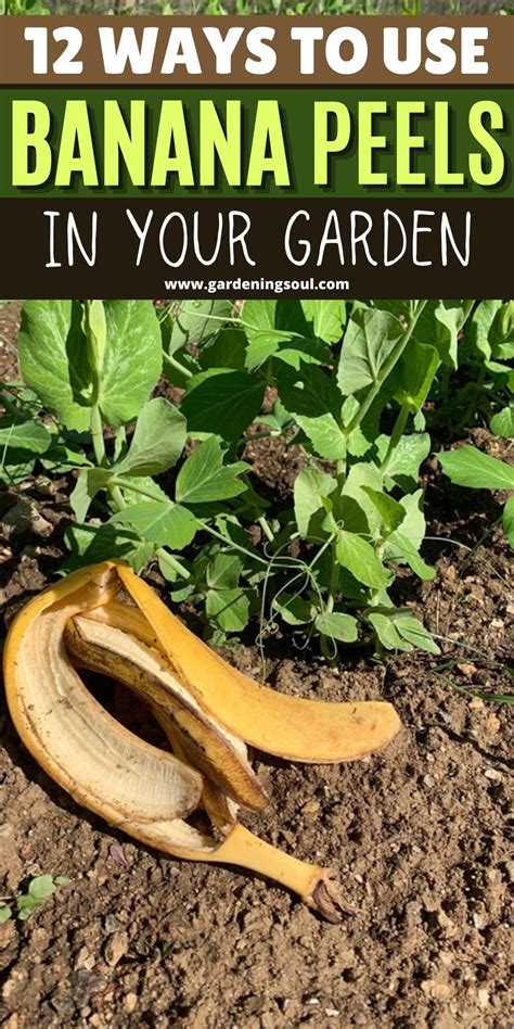 Are banana peels good for the garden?