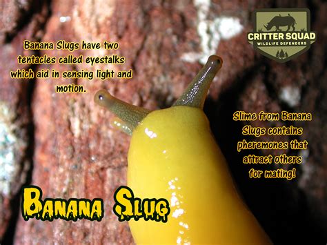 Are banana slugs edible for humans?