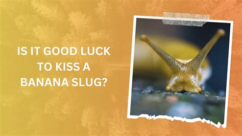 Are banana slugs good luck?