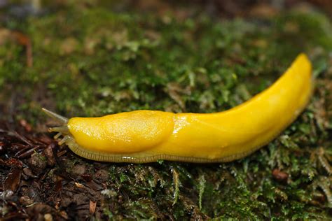 Are banana slugs harmless?