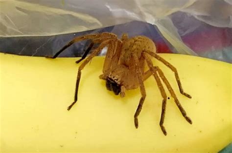 Are banana spiders poisonous?