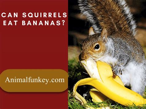 Are bananas OK for squirrels?