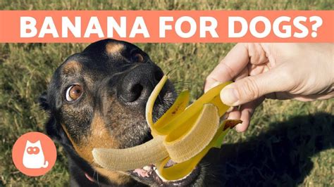 Are bananas good fiber for dogs?