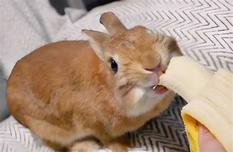 Are bananas good for bunnies?