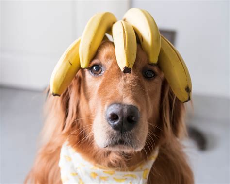 Are bananas good for dogs?