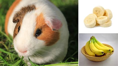 Are bananas good for guinea pigs?
