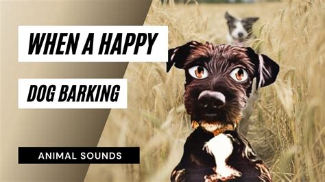 Are barking dogs happy?