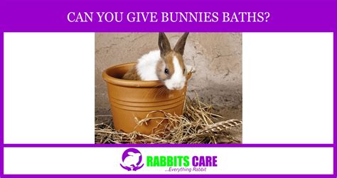 Are baths bad for bunnies?