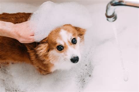 Are baths good for dogs in heat?