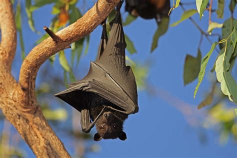 Are bats 25% of mammals?