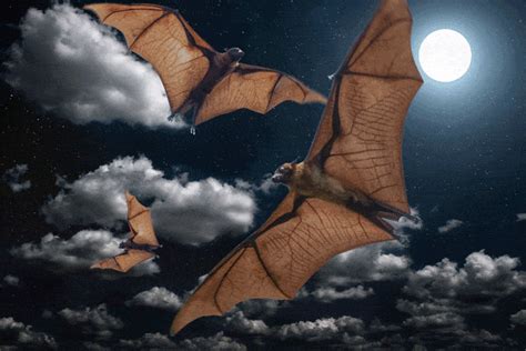 Are bats bad flyers?