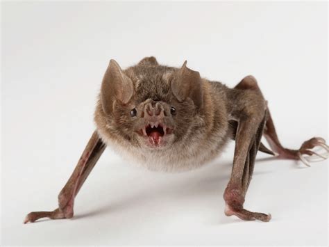 Are bats human friendly?