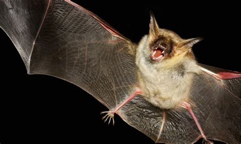 Are bats poisonous?