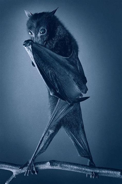 Are bats shy?