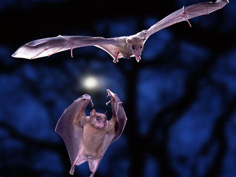 Are bats talkative?