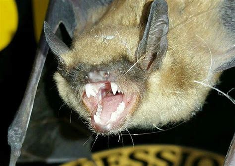 Are bats teeth sharp?