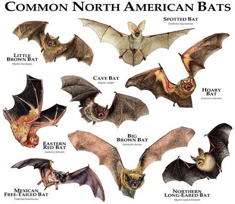 Are bats the most common mammal?