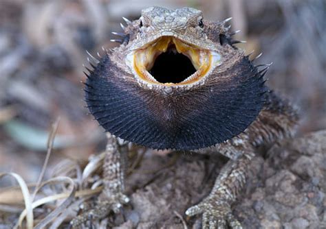 Are bearded dragons angry?