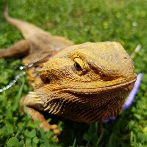 Are bearded dragons happier alone?