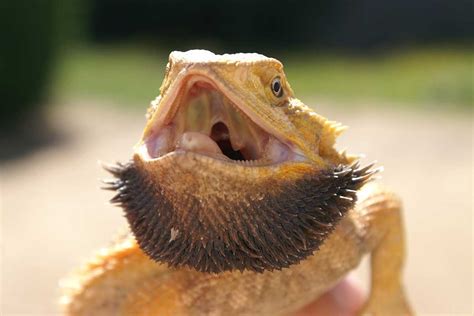 Are bearded dragons happy when they open their mouth?