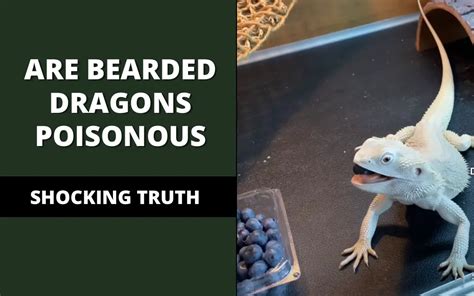 Are bearded dragons poisonous to humans?