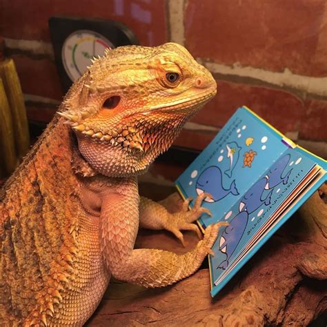 Are bearded dragons smart?
