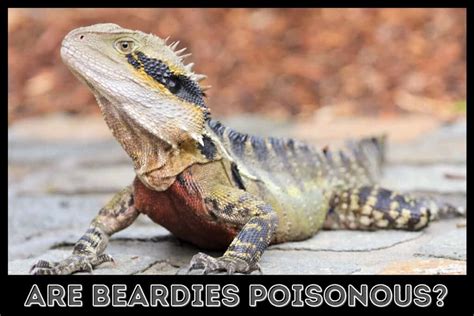 Are bearded dragons venomous?