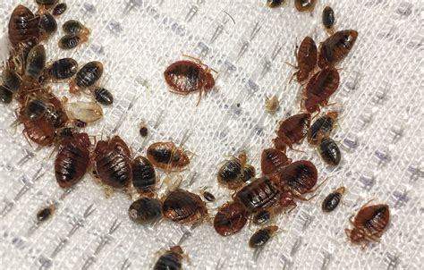 Are bed bugs a problem in Japan?