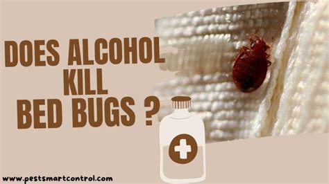 Are bed bugs afraid of alcohol?