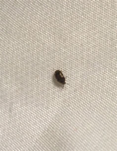 Are bed bugs black?