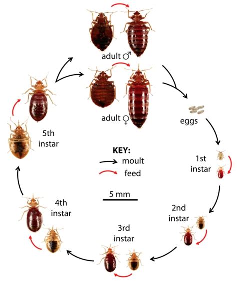 Are bedbugs common in Japan?