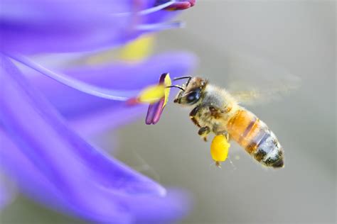 Are bees actually gentle?