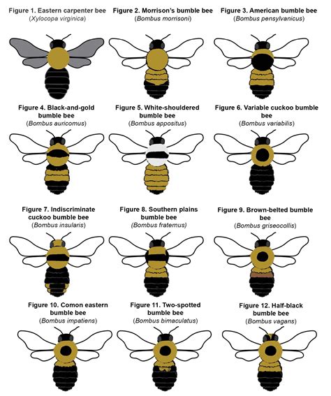 Are bees all female?