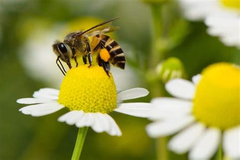 Are bees attracted to?
