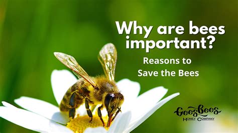Are bees attracted to human scent?