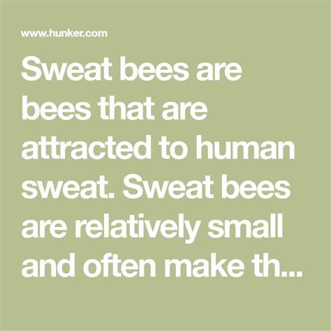 Are bees attracted to human sweat?