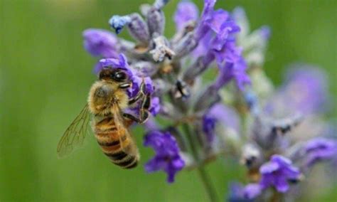 Are bees attracted to perfume?