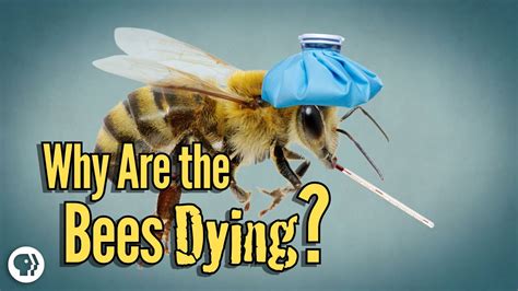 Are bees aware of death?