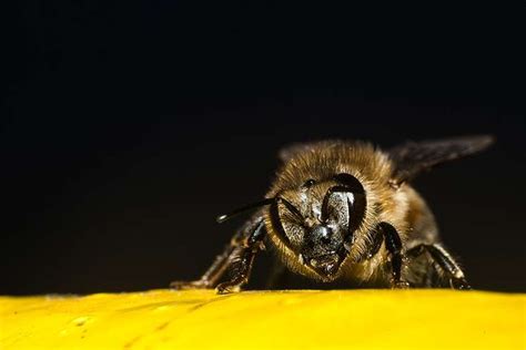 Are bees becoming more aggressive?