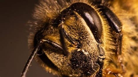 Are bees blind to white?