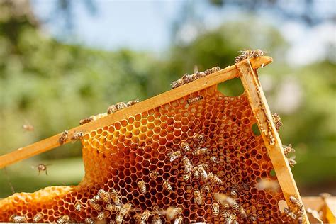 Are bees hurt when making honey?