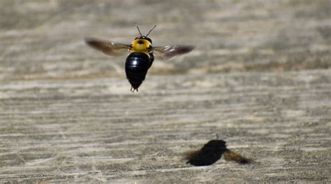 Are bees less active at night?