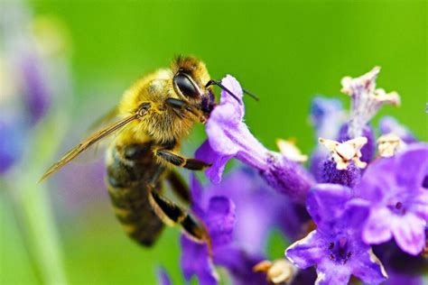 Are bees loyal?
