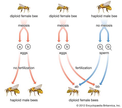 Are bees parthenogenesis?