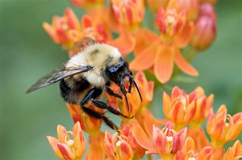 Are bees peaceful?