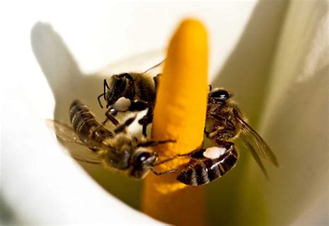 Are bees selfish?
