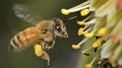 Are bees sensitive to smell?