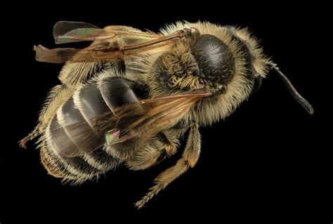 Are bees venomous?