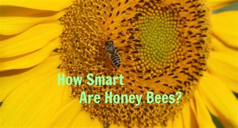 Are bees very smart?